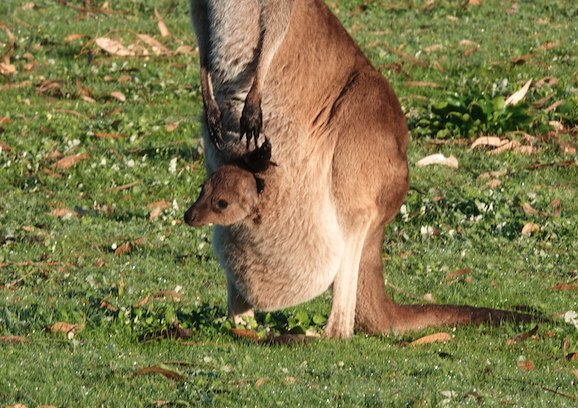 Kangaroo Island Winter