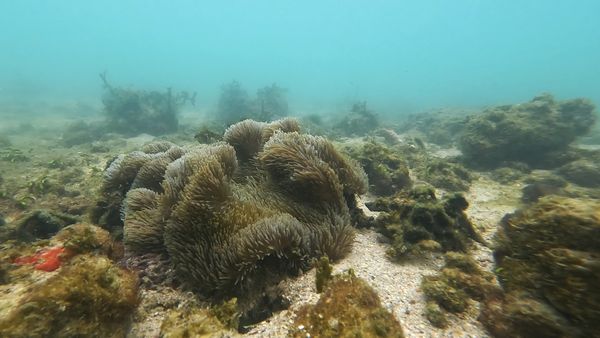 Snorkeling at Sisters' Island Guide 2025