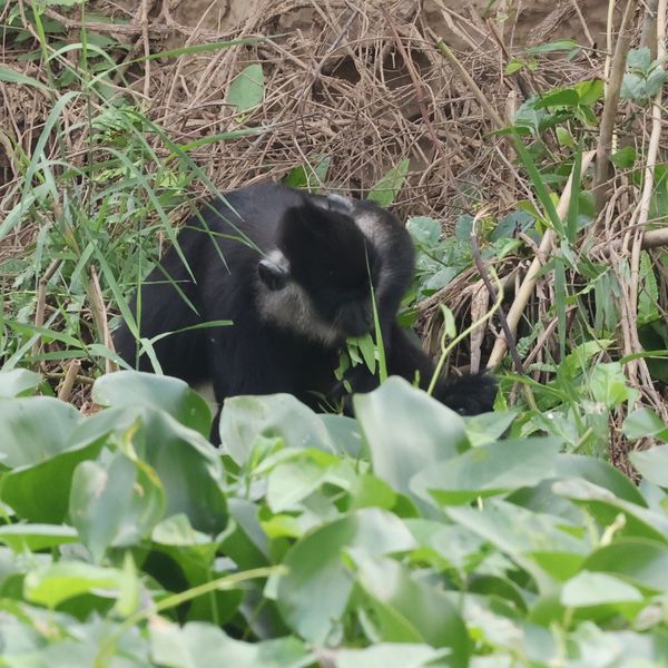 Van long Nature reserves and the Delacour's Langur thieves